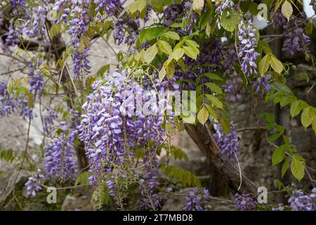 Blauregen, Chinesischer Blauregen, Chinesische Wisteria, Wisterie, Glyzine, Glyzinie, Glycin, Glycinie, Wisteria sinensis, Chinesische Glyzinien, La Glyci Stockfoto