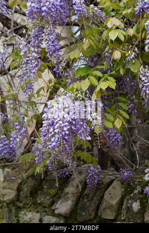 Blauregen, Chinesischer Blauregen, Chinesische Wisteria, Wisterie, Glyzine, Glyzinie, Glycin, Glycinie, Wisteria sinensis, Chinesische Glyzinien, La Glyci Stockfoto