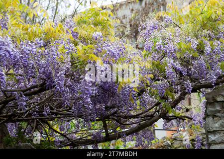 Blauregen, Chinesischer Blauregen, Chinesische Wisteria, Wisterie, Glyzine, Glyzinie, Glycin, Glycinie, Wisteria sinensis, Chinesische Glyzinien, La Glyci Stockfoto