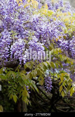 Blauregen, Chinesischer Blauregen, Chinesische Wisteria, Wisterie, Glyzine, Glyzinie, Glycin, Glycinie, Wisteria sinensis, Chinesische Glyzinien, La Glyci Stockfoto