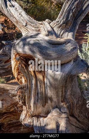 Verdrehter Stamm eines toten Utah-Wacholderbaums im Kodachrome Basin State Park im Südwesten Utahs. Stockfoto