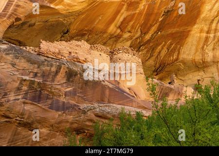 Monarch Cave Ruins, eine angestammte Puebloan Klippe, die in einem Seitenschlucht von Butler Wash wohnt, Bears Ears National Monument, Utah. Stockfoto