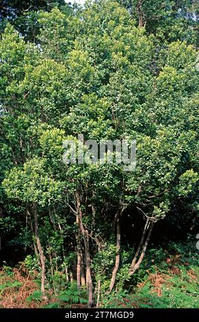 Faya (Myrica faya oder Morella faya) ist ein kleiner immergrüner Baum, der endemisch in Macaronesien (Kanarische Inseln, Azoren und Madeira) ist. Stockfoto