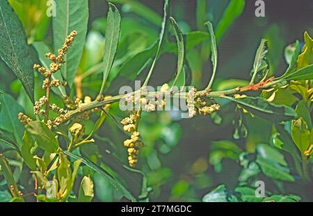 Faya (Myrica faya oder Morella faya) ist ein kleiner immergrüner Baum, der endemisch in Macaronesien (Kanarische Inseln, Azoren und Madeira) ist. Männliche Blüten Detail. Stockfoto