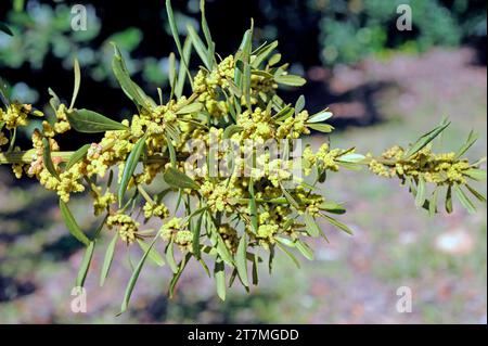 Faya (Myrica faya oder Morella faya) ist ein kleiner immergrüner Baum, der endemisch in Macaronesien (Kanarische Inseln, Azoren und Madeira) ist. Männliche Blüten Detail. Stockfoto