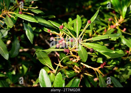 Faya (Myrica faya oder Morella faya) ist ein kleiner immergrüner Baum, der endemisch in Macaronesien (Kanarische Inseln, Azoren und Madeira) ist. Essbare Früchte. Stockfoto