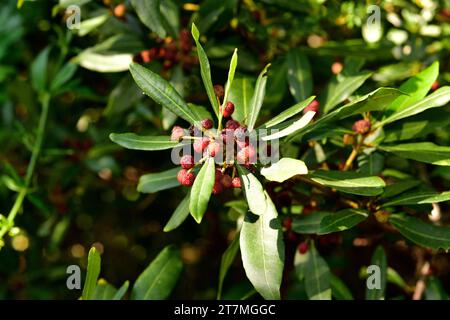 Faya (Myrica faya oder Morella faya) ist ein kleiner immergrüner Baum, der endemisch in Macaronesien (Kanarische Inseln, Azoren und Madeira) ist. Essbare Früchte. Stockfoto