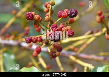 Faya (Myrica faya oder Morella faya) ist ein kleiner immergrüner Baum, der endemisch in Macaronesien (Kanarische Inseln, Azoren und Madeira) ist. Essbare Früchte. Stockfoto