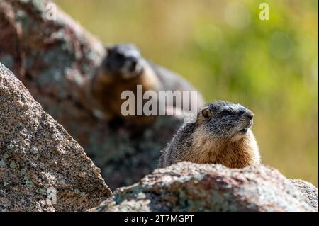 Gelbbauchmurmeltiere auf Rock im Rocky Mountain National Park Stockfoto