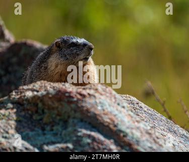 Gelbbauchmarmelette auf Rock im Rocky Mountain National Park Stockfoto