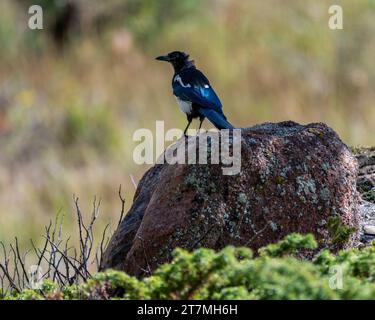 Schwarzschnabelelelpie auf Rock im Rocky Mountain National Park Stockfoto