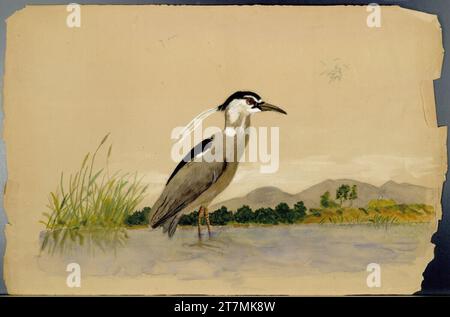 Rudolf Habsburg-Lothringen Vogel auf dem Wasser. Bleistift, Aquarell, weiß Stockfoto