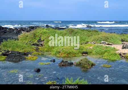 Die UVA de mar (Zygophyllum fontanesii oder Tetraena fontanesii) ist ein in Macaronesien und Nordafrika heimischer saftiger Sträucher. Dieses Foto wurde in ORZ aufgenommen Stockfoto