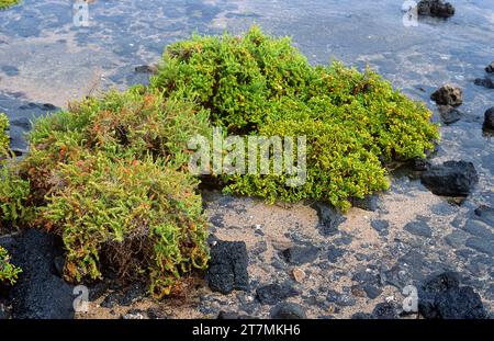 Halophytische Pflanzen, links Almajo oder sosa (Suaeda Vera) und uva de mar (Zygophyllum fontanesii oder Tetraena fontanesii) rechts. Dieses Foto wurde aufgenommen Stockfoto