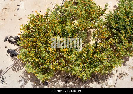 Die UVA de mar (Zygophyllum fontanesii oder Tetraena fontanesii) ist ein in Macaronesien und Nordafrika heimischer saftiger Sträucher. Dieses Foto wurde in ORZ aufgenommen Stockfoto