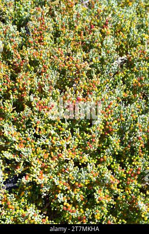 Die UVA de mar (Zygophyllum fontanesii oder Tetraena fontanesii) ist ein in Macaronesien und Nordafrika heimischer saftiger Sträucher. Dieses Foto wurde in ORZ aufgenommen Stockfoto