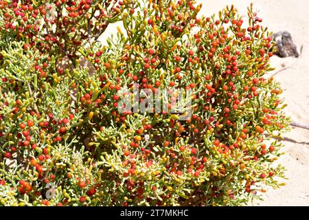 Die UVA de mar (Zygophyllum fontanesii oder Tetraena fontanesii) ist ein in Macaronesien und Nordafrika heimischer saftiger Sträucher. Dieses Foto wurde in ORZ aufgenommen Stockfoto