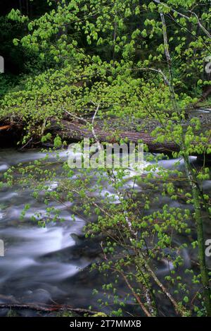 Rebe Ahorn entlang North Umpqua River im Dread & Terror Abschnitt, Umpqua National Forest, Oregon Stockfoto