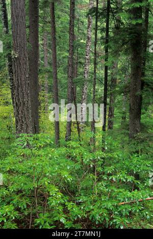 Urwald entlang North Umpqua Trail im Dread & Terror Abschnitt, Umpqua National Forest, Oregon Stockfoto