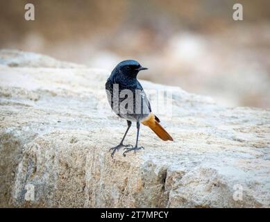 Black Redstart, männlich (Phoenicurus ochruros), Paphos, Zypern Stockfoto