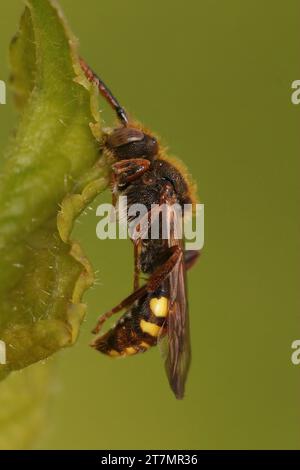 Nahaufnahme einer farbenfrohen roten Nomaden-Kuckucksubiene, Nomada-Spezies, die während des Hangens in der Vegetation schläft Stockfoto