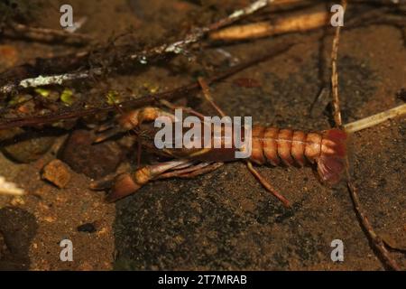 Nahaufnahme des amerikanischen Signals, Pacifastacus leniusculus in einem kleinen Bach Stockfoto