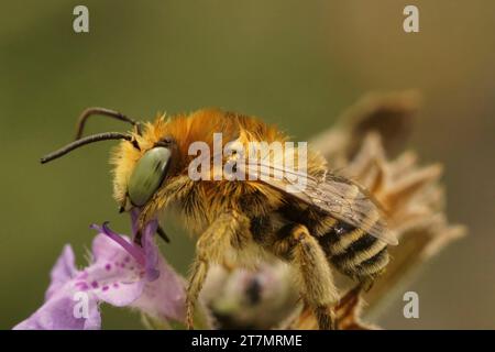 Nahaufnahme einer süßen kleinen, flauschigen männlichen einsamen, grünäugigen Blumenbiene, Anthophora bimaculata, die auf einer Blume sitzt Stockfoto