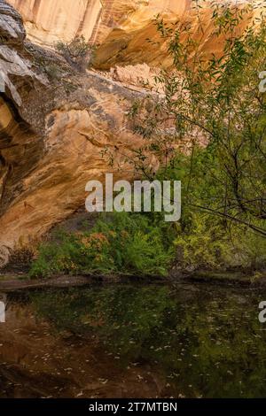 Monarch Cave Ruins, eine angestammte Puebloan Klippe, die in einem Seitenschlucht von Butler Wash wohnt, Bears Ears National Monument, Utah. Stockfoto