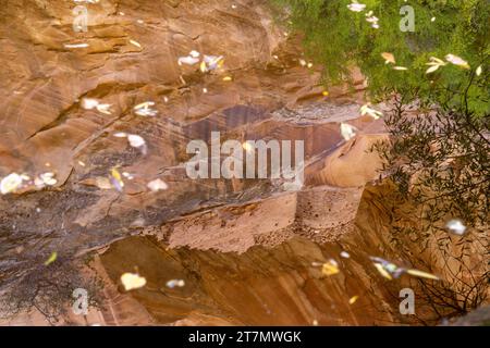 Ruinen der Monarch Cave spiegeln sich auf der Oberfläche eines Pools unten in Butler Wash. Bears Ears National Mounument in Utah. Stockfoto