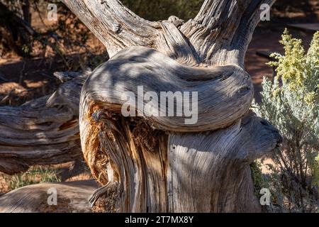 Verdrehter Stamm eines toten Utah-Wacholderbaums im Kodachrome Basin State Park im Südwesten Utahs. Stockfoto