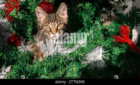 Die schelmische Katze, ein lustiges und entzückendes Tier, verursacht während der Weihnachtszeit Chaos auf der wunderschönen modernen Weihnachtsdekoration, einschließlich der festlichen Nadel Stockfoto