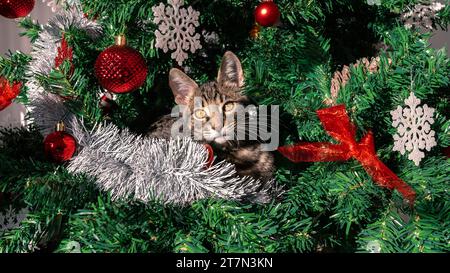 Das entzückende Hauskätzchen mit seinen lustigen Mätzchen zerstört spielerisch die schöne moderne Weihnachtsdekoration, einschließlich des festlichen Tannenbaumes Stockfoto