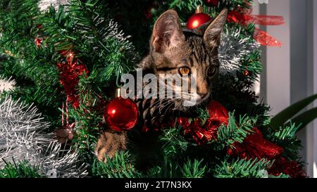 Das entzückende Hauskätzchen mit seinen lustigen Mätzchen zerstört spielerisch die schöne moderne Weihnachtsdekoration, einschließlich des festlichen Tannenbaumes Stockfoto