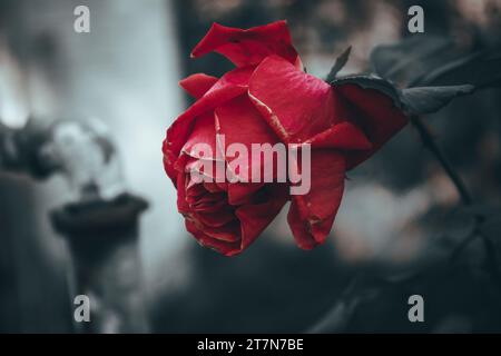 Nahaufnahme einer roten Rose auf dunkelgrünem Hintergrund. In meinem Garten. Selektiver Fokus Stockfoto