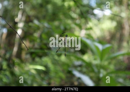 Die dorsale Darstellung einer weiblichen Riesenweberspinne (Nephila Pilipes). Die Spinne ist auf dem Spinnennetz Stockfoto