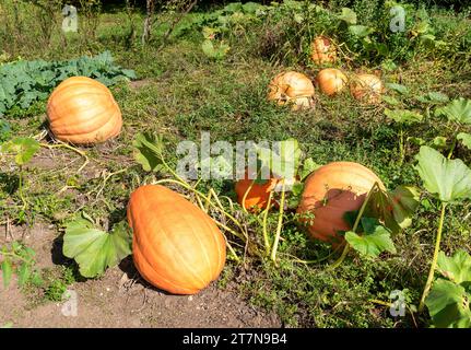 Große Orangenkürbisse im Garten auf dem Boden. Stockfoto