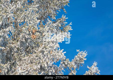 Schneebedeckte Tannenzweige mit Kegeln vor blauem Himmel im horizontalen Format Stockfoto