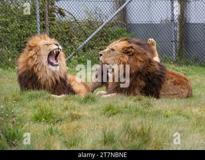 African Lions Basking in the Sun im Yorkshire Wildlife Park, Doncaster, Vereinigtes Königreich, 7. Oktober 2018 Stockfoto