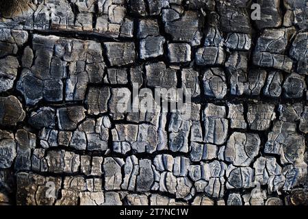 Textur verbrannten Holzes. Verbranntes Stück Holz in einem Lagerfeuer. Stockfoto