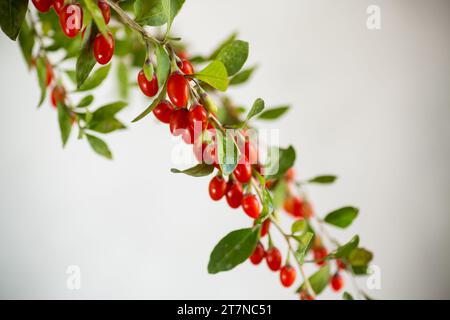 Zweig mit Reifen roten Goji-Beeren auf abstraktem grauem Hintergrund Stockfoto