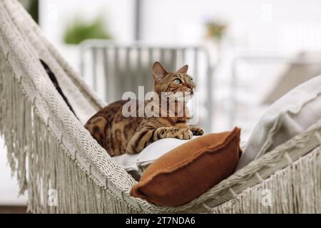 Die bengalische Katze entspannt sich in der Hängematte Stockfoto