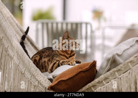 Die bengalische Katze entspannt sich in der Hängematte Stockfoto