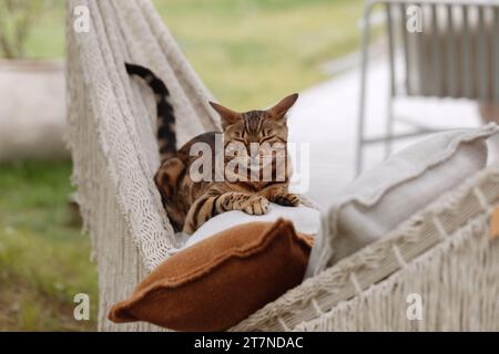 Die bengalische Katze entspannt sich in der Hängematte Stockfoto