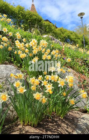 Wilde Narzissen, Lent Lily (Narcissus pseudonarcissus). Osterglocken Stockfoto