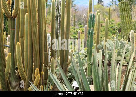 Säulenkaktus, Kaktus des alten Mannes (Cephalocereus senilis) Stockfoto