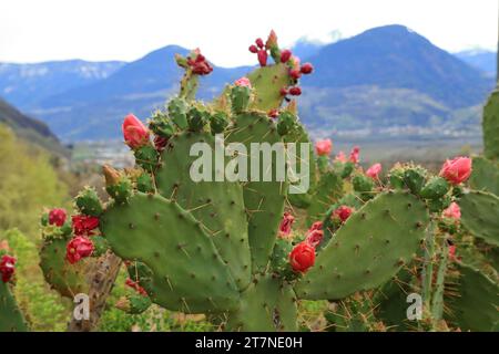 Opuntia Ficus-indica-Kakteen mit Thunfischfrüchten und Blüten Stockfoto