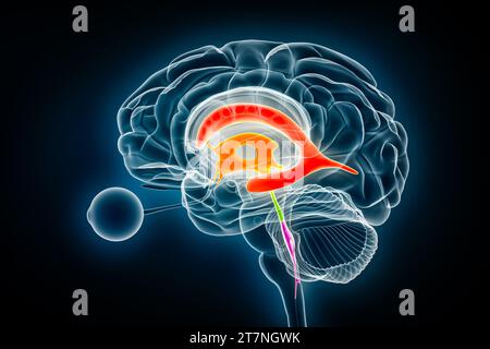 Ventrikel und zerebraler Aquädukt lateral in Farben Röntgenbild-3D-Rendering-Illustration. Menschliches Gehirn und Ventrikelsystem Anatomie, medizinisch, gesund Stockfoto