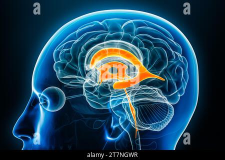 Ventrikel und Hirn-Aquädukt-Röntgenprofil Nahansicht 3D-Rendering-Illustration mit Körperkonturen. Anatomie des menschlichen Gehirns und des Ventrikelsystems, Stockfoto