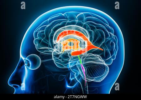 Ventrikel und zerebraler Aquädukt in Farben Röntgenprofil Nahansicht 3D-Rendering-Illustration. Anatomie des menschlichen Gehirns und des Ventrikelsystems, medizinisch, Stockfoto