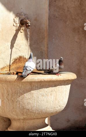 Trinkwasserbrunnen mit Tauben, Rovereto, Italien. Wasserbrunnen, fontana di acqua potabile con piccioni. Springbrunnen mit Tauben. Stockfoto